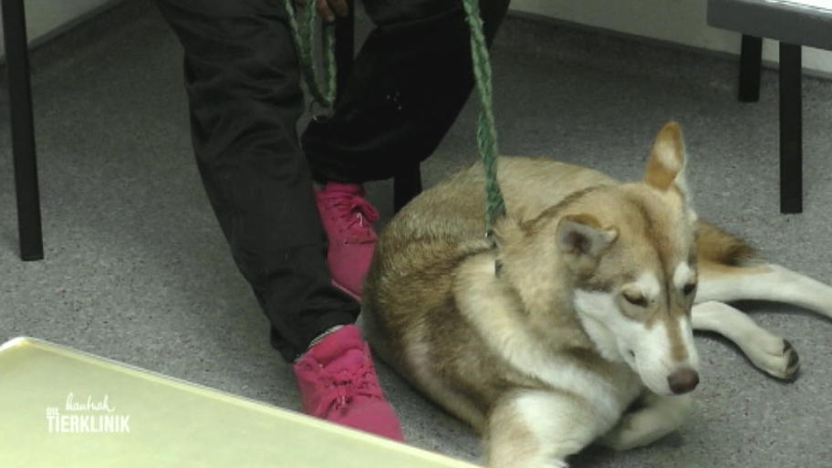 Husky Buddy will seine Untermieter loswerden