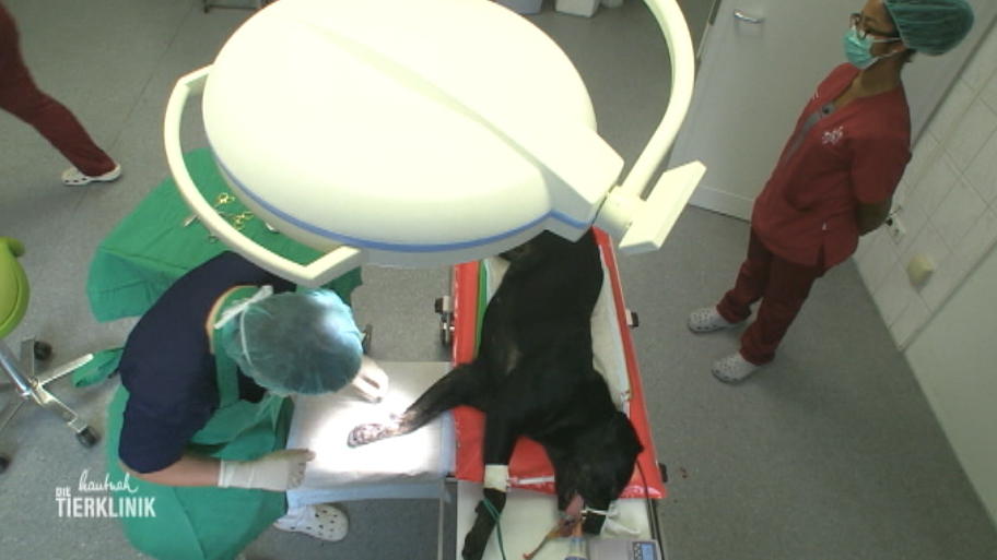 Labrador-Lady Lotta muss überraschend operiert werden