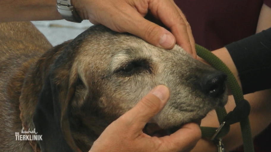 Hunde-Oma Bessy hat eine entzündete Zahnwurzel