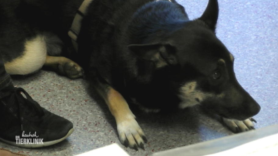 Weiß Dr. Schenk, was Schäferhund Rex fehlt?