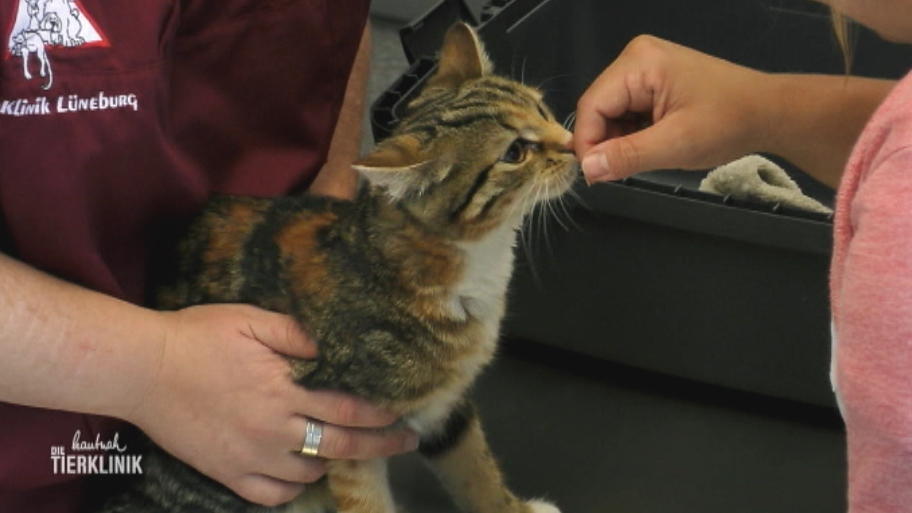 Naschkatze Minki hat zu viel Schokolade verputzt