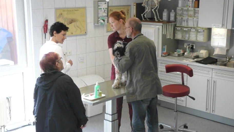 Leidet Socke unter einer Bartonellen Infektion?