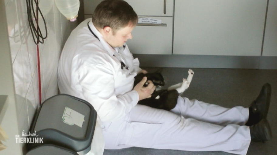 Katze Nala hat Probleme mit dem Gleichgewicht