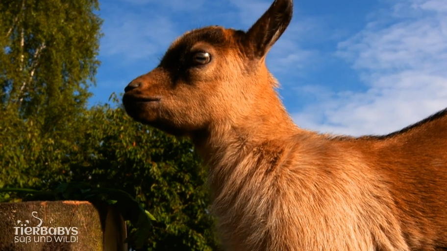 Der Eilenburger Tierpark kümmert sich um Tierwaise