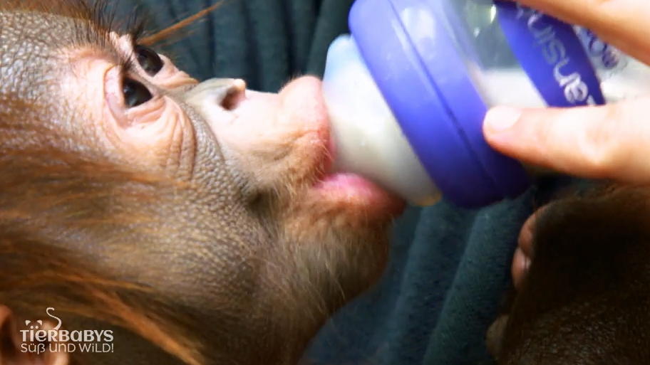 Orang-Utan-Baby Hujan wird von Hand aufgezogen