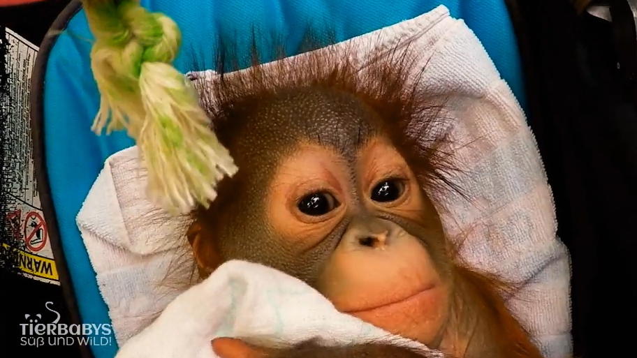 Orang-Utan-Babys wiegt man in Babyschalen