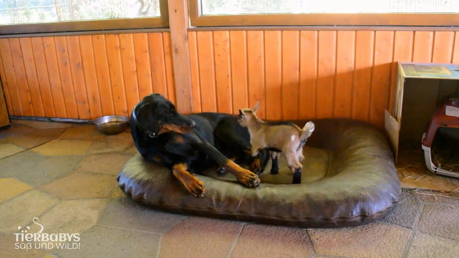 Zicklein und Dobermann können sich verstehen!