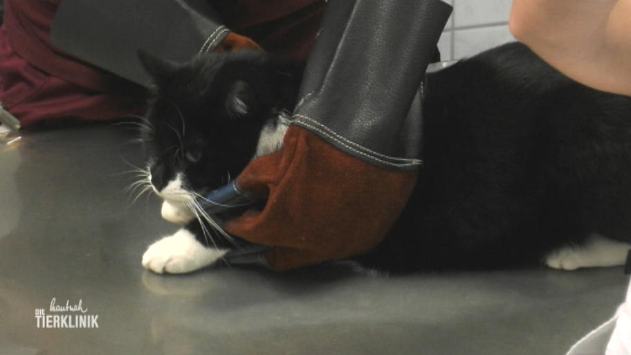 Hat sich der Kater ernsthaft verletzt?