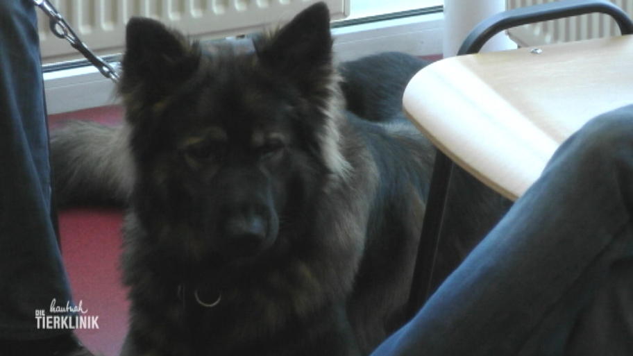 Hat Shorty schon wieder einen Krezbandriss?