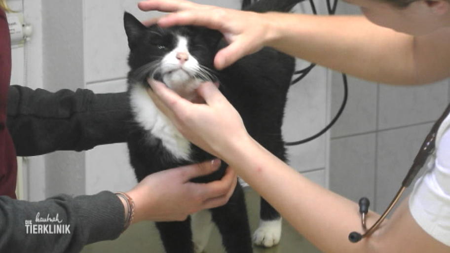 Kann der 13-jährige Kater noch gerettet werden?