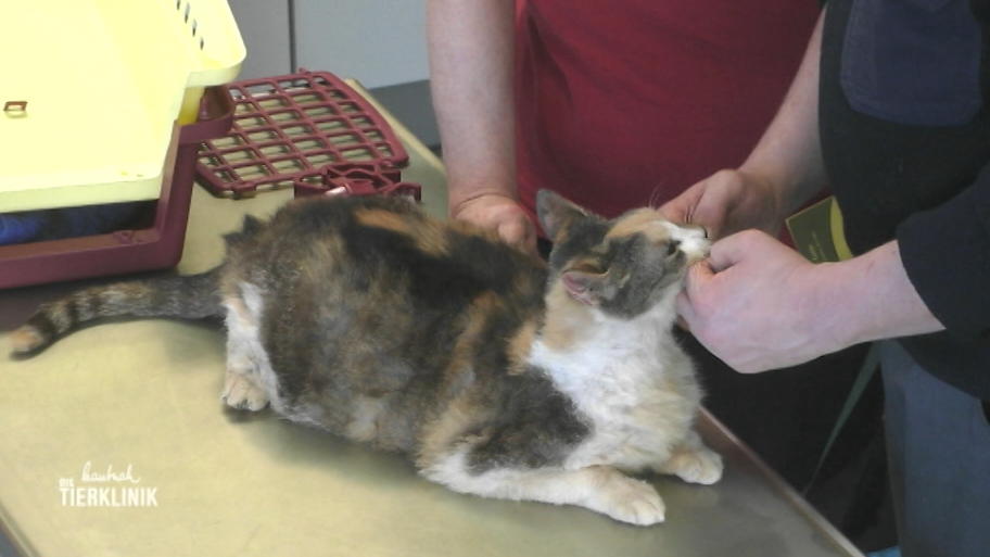 Kann Uta Rönneburg der Katze noch helfen?