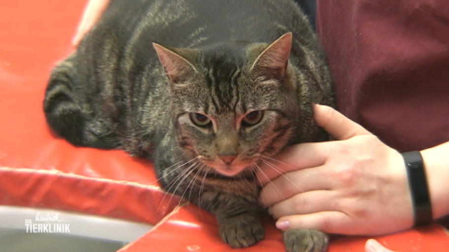 Kater Obelix hat massive Herzprobleme