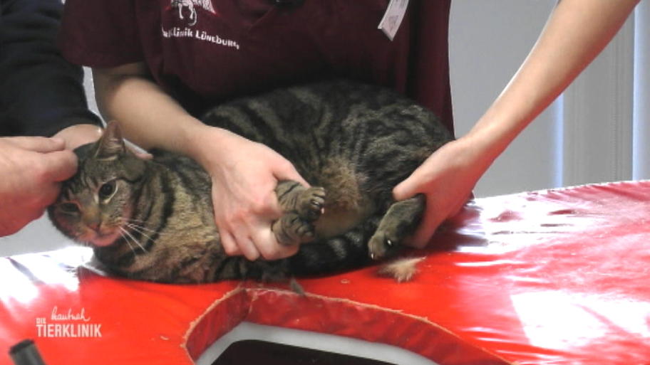 Kater Obelix unterhält das ganze Wartezimmer