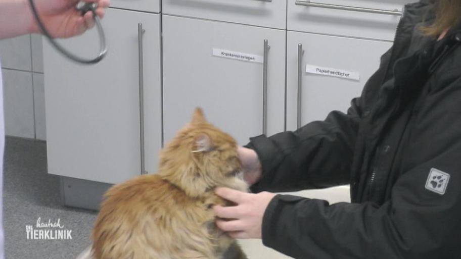 Kater Whiskey muss sich ständig übergeben