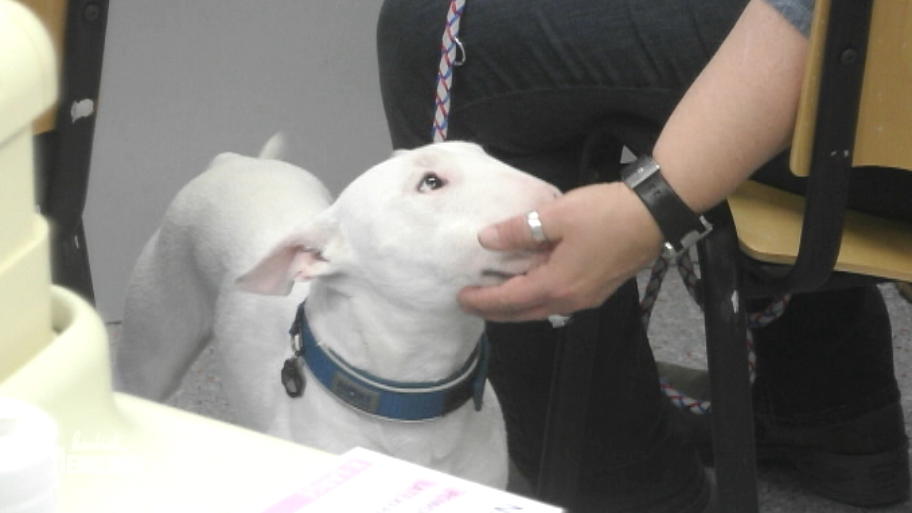 Viel Diagnostik für den 14-jährigen Mini-Bullterrier