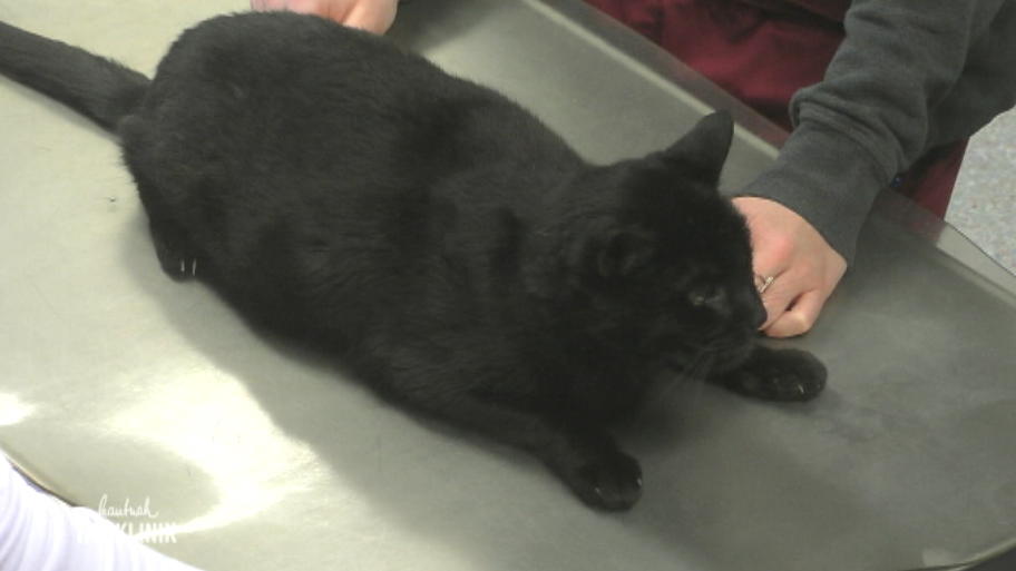 Hat er sich nur geprügelt oder ist es ein Tumor?