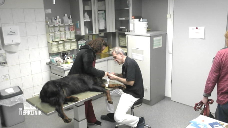 Hat sich der Gordon Setter einen Kreuzbandriss geholt?