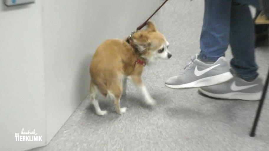Die Chihuahuadame hat Tumore in der Milchleiste