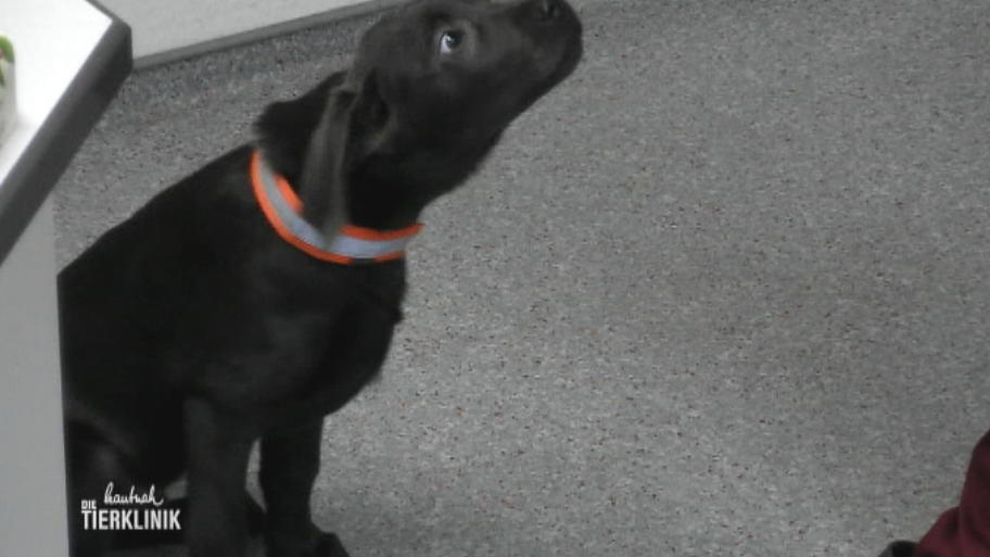 Der Labradorwelpe soll geimpft werden