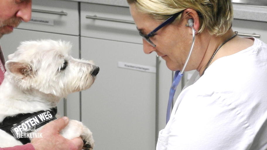 Warum hat die Terrierdame Herzprobleme?