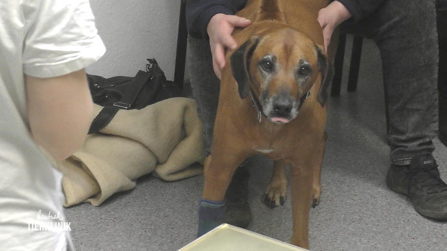 Die Lunge des Hundes hört sich frei an