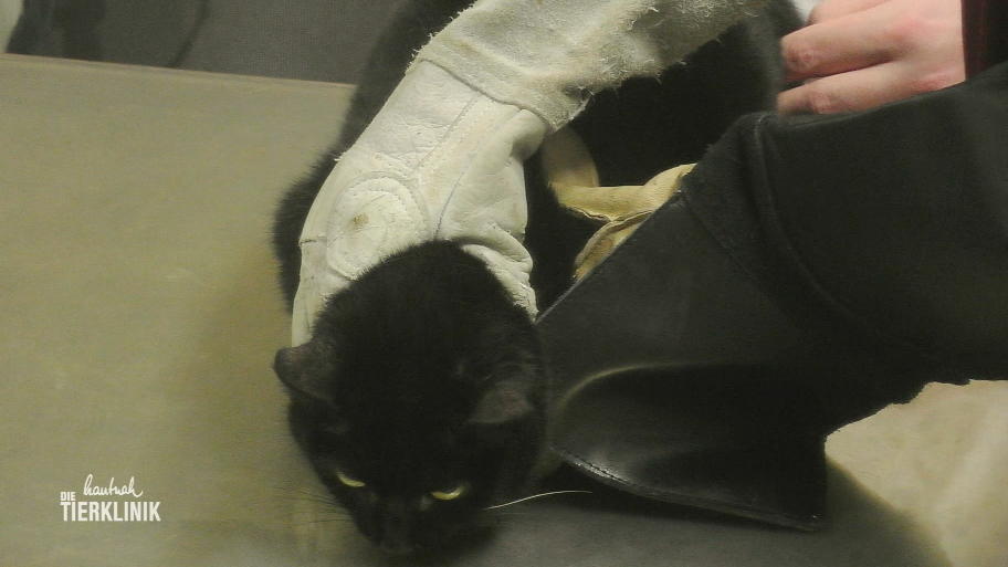 Welche Ursache hat der Schmerz der Katze