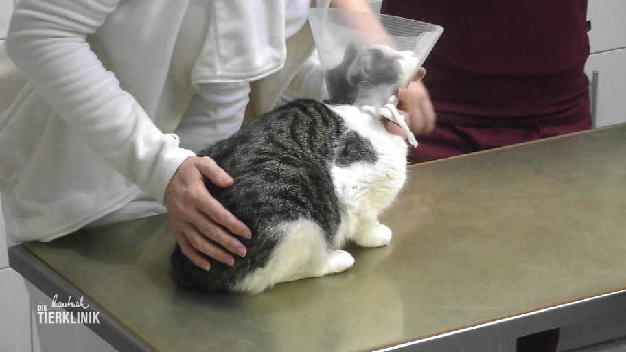 Der Kater hat noch einmal Glück gehabt