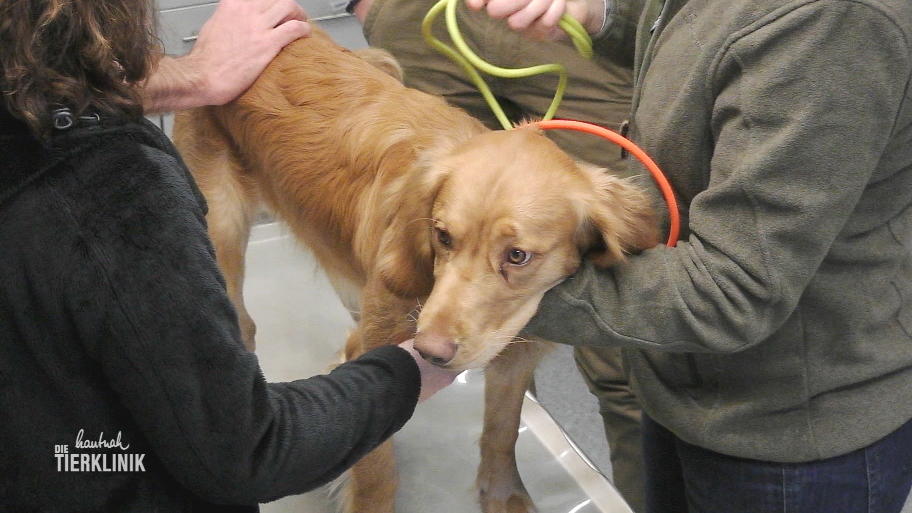 Wachtelhund Carlsson hat sich das Knie verdreht