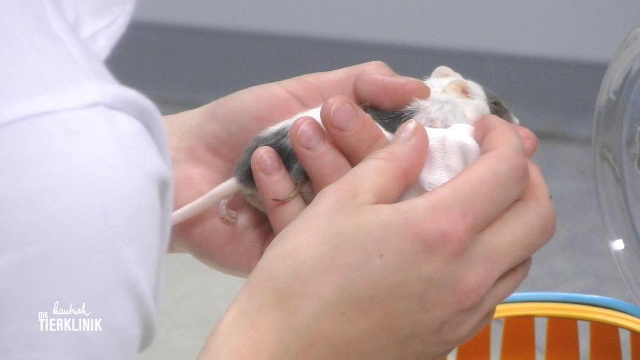 Tierärztin Hahnebeck findet einen Abzess