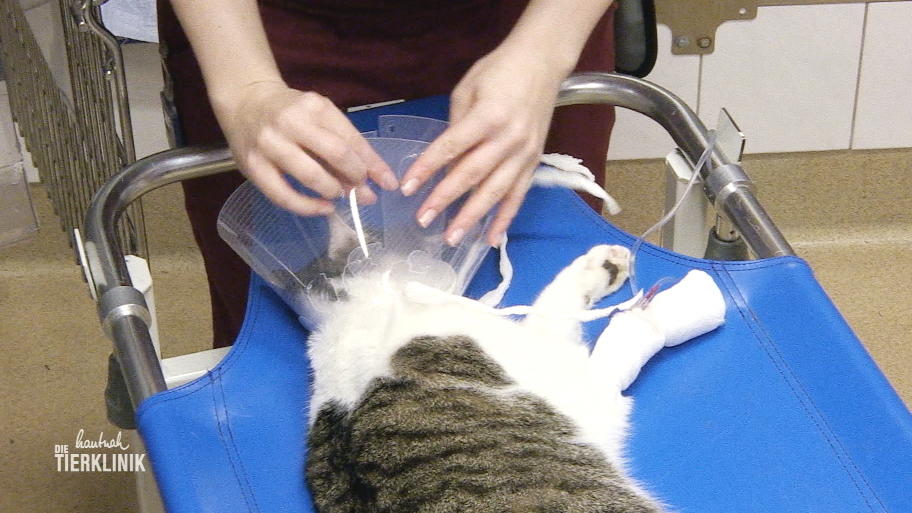 Kann Dr. Mafame das Auge des Katers retten?