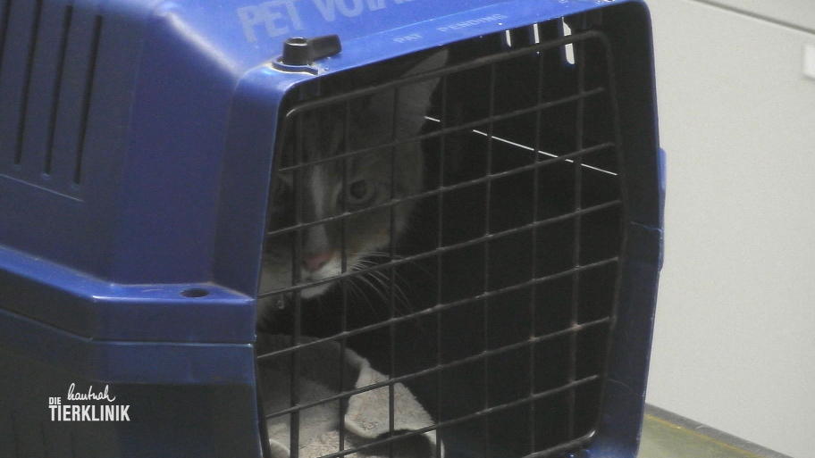 Kater Toni hat schlimmen Durchfall