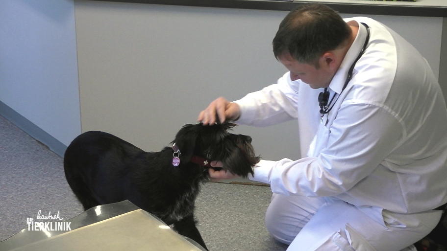 Schnauzer Luna gibt Herrchen Rätsel auf