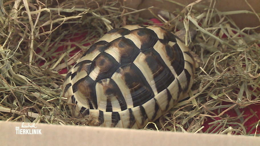 Leidet Schildkröte Fridolin unter Wurmbefall?
