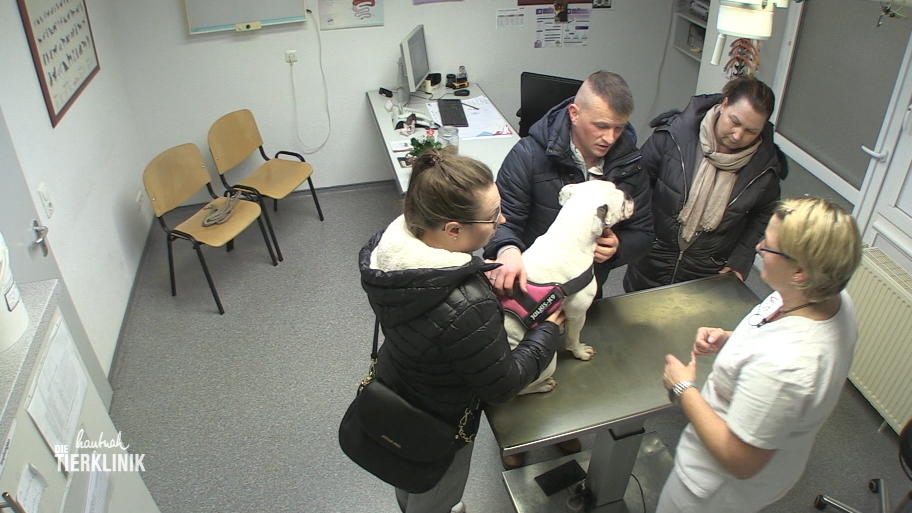 Bulldogge Ingeborg hat heftige Blähungen