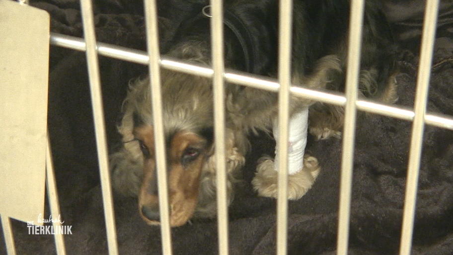 Cocker Spaniel Jacko muss in der Klinik übernachten