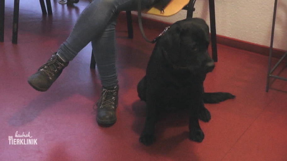 Labrador Paul hat sich die ganze Nacht erbrochen