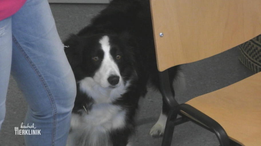 Der Border Collie ist noch jung für ihre Symptome