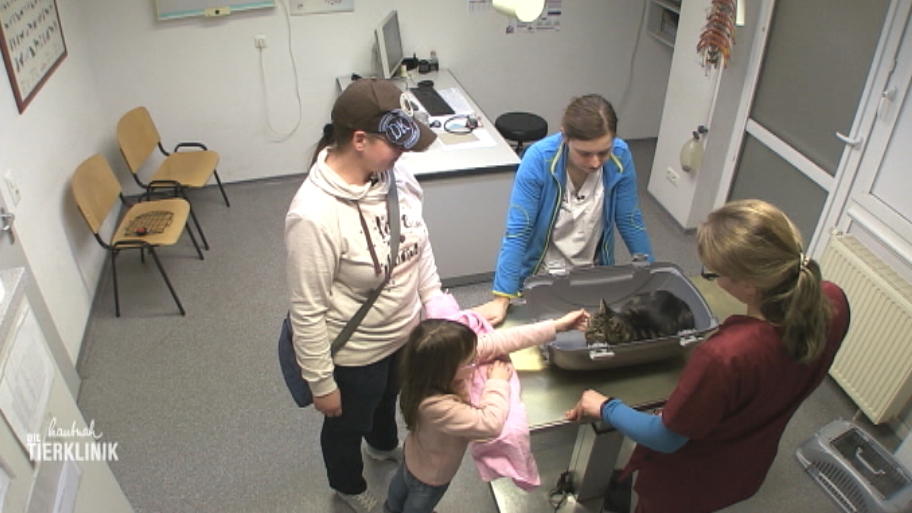 Der Kater ist ein oft gesehener Gast in der Tierklinik