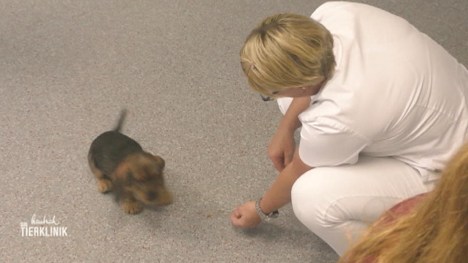Welpe Debbie flitzt beim Impfen in der Praxis herum