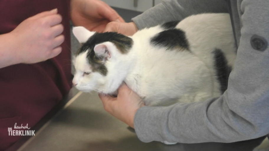 Kater Pörssy hat Verdauungsprobleme