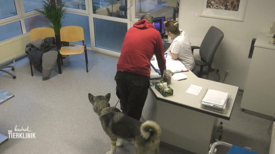 Hündin Laika hat eine schlechte Rückenmuskulatur