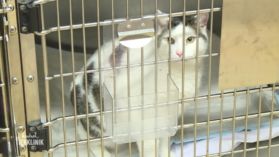 Kater Pörssy beim Kardiologen