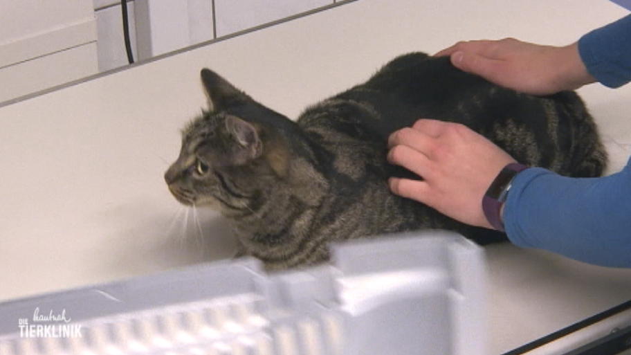 Nach dem Röntgen ist der Kater etwas erledigt