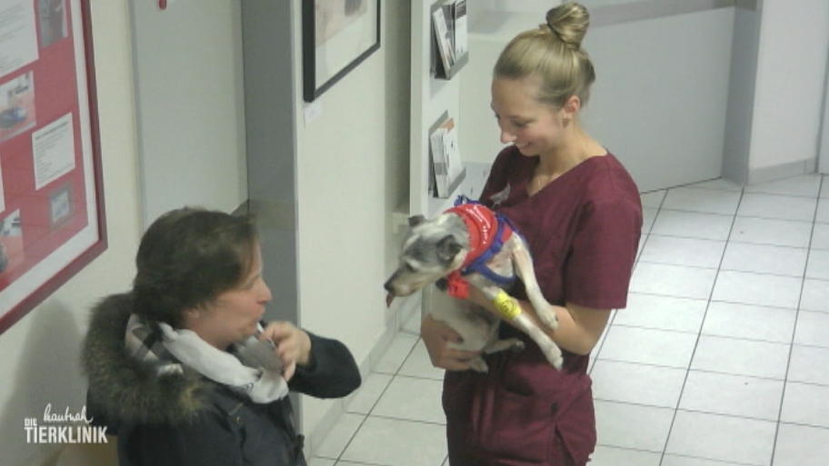 Hat die Hunde-Oma einen Tumor?