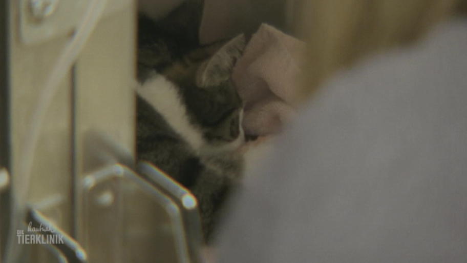 Kater Bandit kommt in die Sauerstoffbox