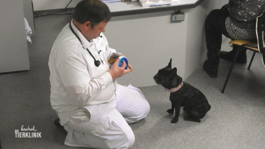 Kann er die Rückenschmerzen der Bulldogge lindern?