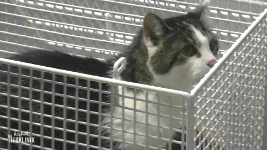 Hauskatze Sophie ist schon über 20 Jahre alt