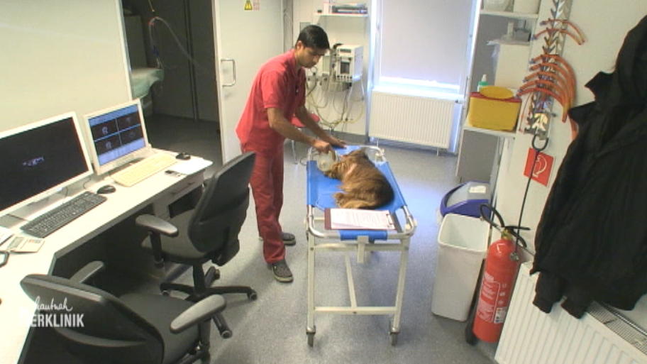 Endlich bekommt der arme Dackel eine Diagnose