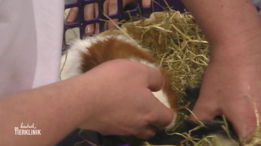 Meerschweinchen Dickie juckts überall