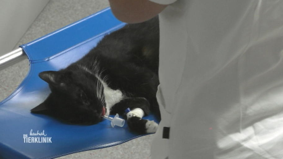 Traurige Nachrichten für Katze Lara